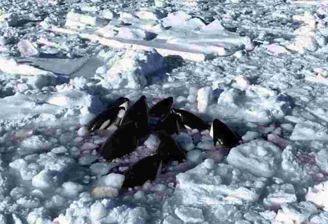 The Killer Whales Trapped in Drift Ice: A Growing Concern in Hokkaido, Japan